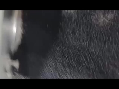 Masterbatch de déshydratant noir Masterbatch de déshumidification